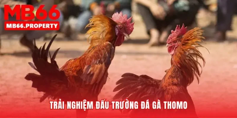 Trải nghiệm sảnh đá gà như có mặt tại Thomo